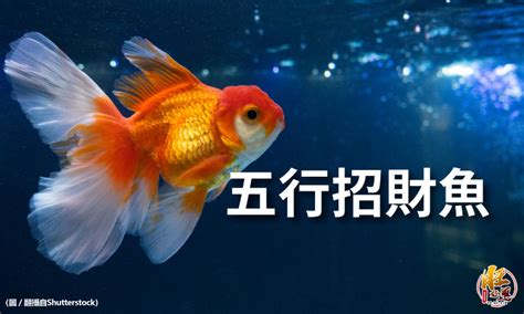 風水缸魚數量|風水魚：多少最旺宅？